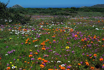 wild flowers, field, meadow, nature, flowers, colourful, wild HD wallpaper
