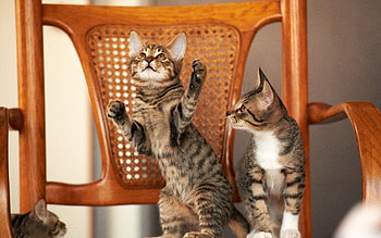 Animals, Chair, Couple, Pair, Playful, Kittens HD wallpaper