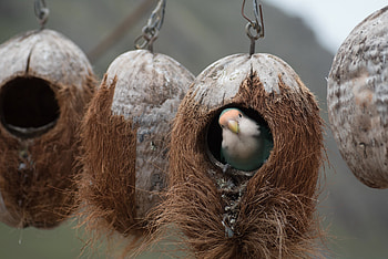 Bird, Animals, Parrots, Nest HD wallpaper