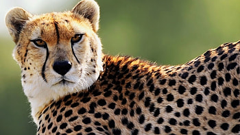 Cheetah , Variety of styles, Beautiful and exotic, Stunning background HD wallpaper