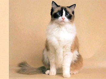 Majestic cat, animal, kitten, majestic, cat HD wallpaper