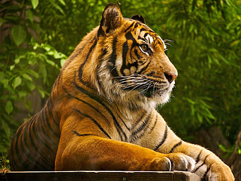 Animals, Tigers HD wallpaper