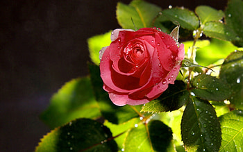 Leaves, Drops, Macro, Rose Flower, Rose, Petals, Dew HD wallpaper