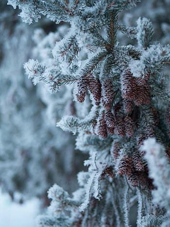 Winter, Cones, Snow, Macro, Branch, Fir, Spruce HD phone wallpaper
