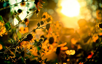 SUNSHINE, yellow, flower, hot, , cool, nice HD wallpaper