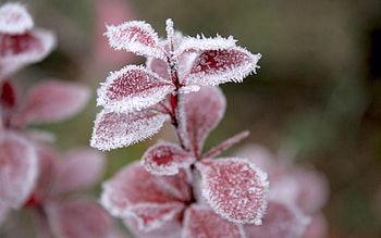 Winter, Nature, Grass, Leaves, Snow, Frost, Hoarfrost HD wallpaper