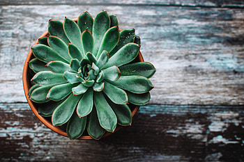 Flowers, Pot, Succulent, Echeveria, Ekheveria HD wallpaper