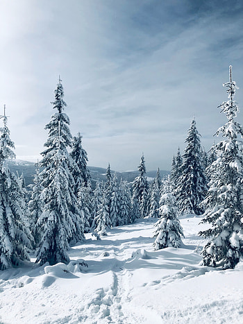 Winter, pine trees, nature, landscape, tree HD phone wallpaper