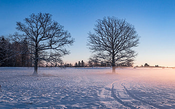 Winter Morning, winter, mist, field, snow, Latvia, trees, sunrise HD wallpaper