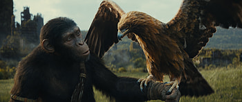 Planet of the Apes Kingdom - Ape & Eagle Alliance, movie, Kingdom of the Planet of the Apes HD wallpaper