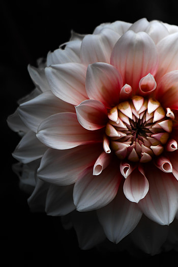 Flowers, Petals, Dahlia HD phone wallpaper