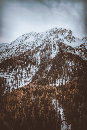 Nature, Trees, Mountain, Vertex, Top, Snow Covered, Snowbound HD phone wallpaper