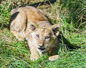 Funny, Animals, Grass, Young, Lion, Sight, Opinion, Joey HD wallpaper