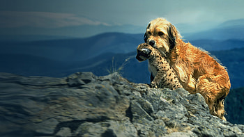 Benji: The Hunted — HD wallpaper