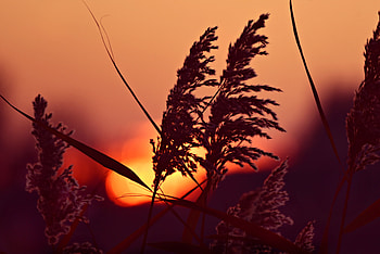 Nature, Dawn, Macro, Close-Up, Cane, Reed, Panicles HD wallpaper