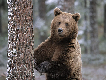 Animals, Wood, Tree, Brown, Bear, To Stand, Stand HD wallpaper