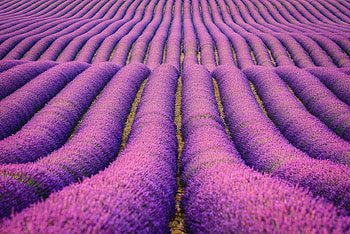 Lavenders Field, field, nature, graphy HD wallpaper