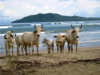 Animals, Mountains, Sea, Sand, Cows, Shore, Bank, Herd HD wallpaper