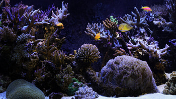 Aquarium Fishk Background Incredible Concept Ideas Diy Backgrounds With Spray Foamfish HD wallpaper