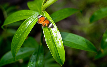 Grass, Drops, Macro, Butterfly, Dew HD wallpaper