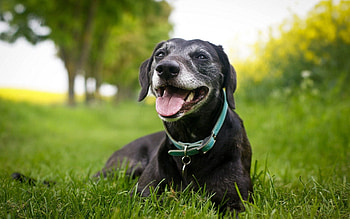 Animals, Grass, Dog, Relaxation, Rest, Collar, Language, Tongue HD wallpaper