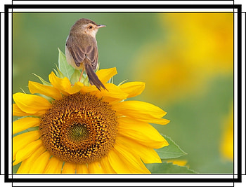 FRAMED BIRD., NATURE, FRAMED, , BIRD HD wallpaper
