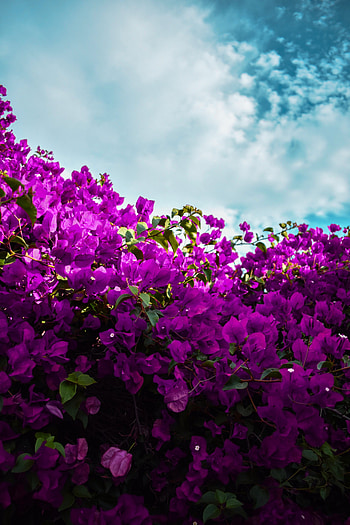 Flowers, Sky, Clouds, Violet, Bloom, Flowering, Purple, Bougainvillea HD phone wallpaper