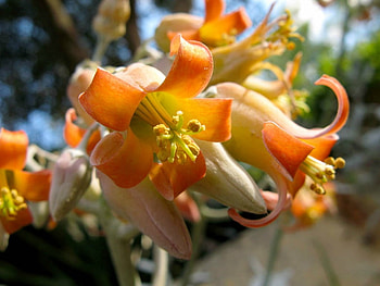 PRETTY SUCCULENT FLOWERS, PRETTY, FLOWERS, , SUCCULENT HD wallpaper