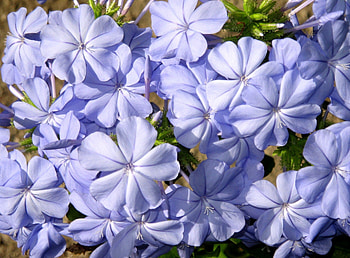 Flowers, Flower, Close-Up, Plumbago HD wallpaper