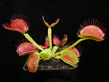 dianaea-muscipula., black, red, nature, flowers, danger HD wallpaper