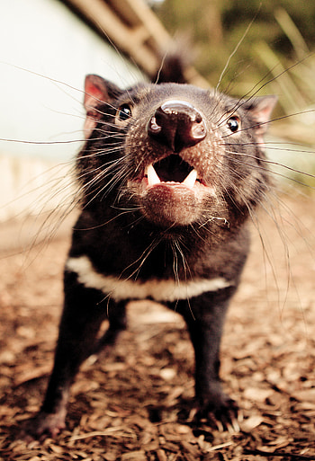 Wildlife encounters, Tasmanian Devil encounters, Sarah Kate Hinder wildlife graphy, Animal encounters HD phone wallpaper