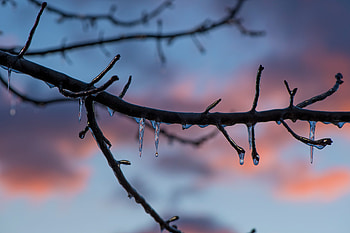 Frozen Ice Melting On Tree Branch , ice, tree, branch, frozen HD wallpaper
