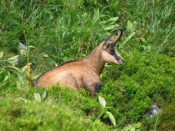 Wildlife watching in High Tatras, Slovakia's natural treasures, Marmots and bears, Unforgettable experiences HD wallpaper