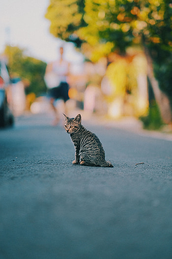 Animals, Cat, Kitty, Kitten, Striped, Pet, Nice, Sweetheart HD phone wallpaper