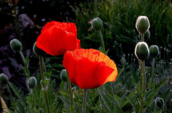 Flowers, Poppies, Summer, Close-Up, Boxes HD wallpaper
