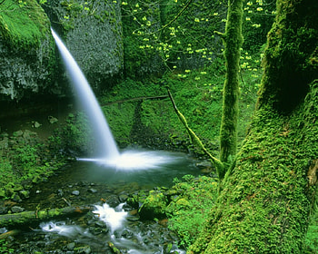 waterfall, green, fall, trees, water, forest, waterfal HD wallpaper