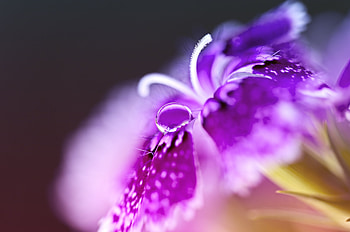 Flower, Macro, Drop, Carnation, Turkish HD wallpaper