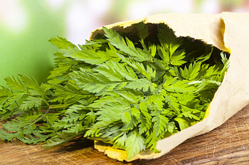 Classic European chervil, Versatile spice, Traditional uses HD wallpaper