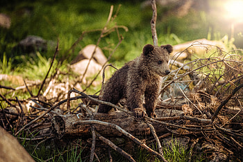 Animals, Teddy Bear, Young, Branches, Bear, Stroll, Joey HD wallpaper