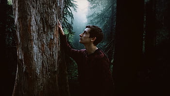 A pensive young man in a dark forest, touching a tree, surrounded by mist. HD wallpaper