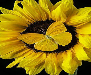 Yellow on yellow, butterfly, suflower, yellow, flower HD wallpaper