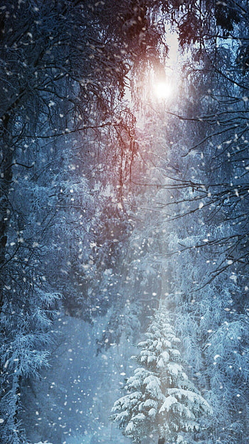Winter magic, Snow-covered scenery, Frosty charm, Tranquil winter vibes HD phone wallpaper