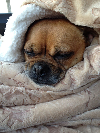 Brussels Griffon, Pug and Griffon mix, Annie snuggled down, Pet companions HD phone wallpaper