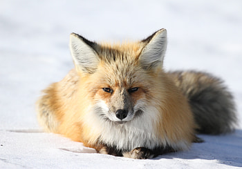 Fox, predator, curious, wild animal HD wallpaper