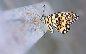papiliod moleus butterfly, wings, butterfly, colorerful, beauty HD wallpaper