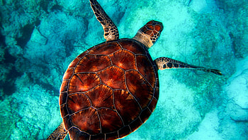 Reptile marvels, , Stunning backgrounds, Captivating turtle HD wallpaper
