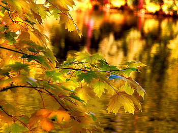 Autumn branches, leaves, fall, branches, autumn, nature, forest HD wallpaper