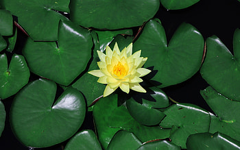 Waterlily, leaves, flower, yellow HD wallpaper