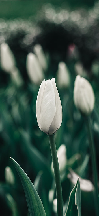 Portrait white tulips, Farm , background, Nature's tranquility HD phone wallpaper