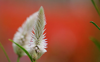 Background, Flower, Plant, Macro, Blur, Smooth HD wallpaper